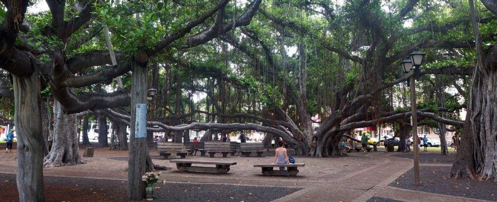 A woman is sitting on a bench under a tree in a park.