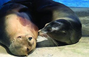 Two seals are laying next to each other on the beach.