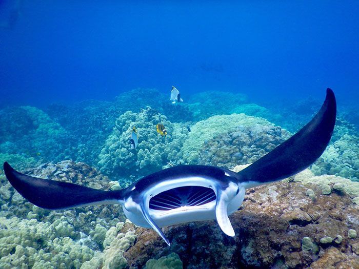 A manta ray is swimming over a coral reef in the ocean.
