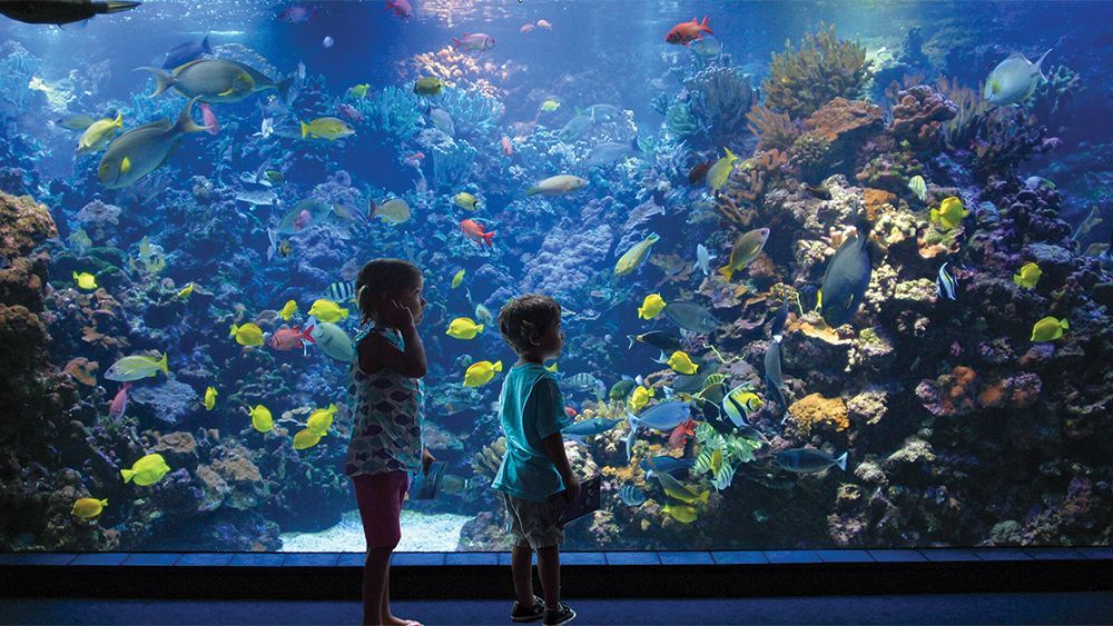 Two children are looking at fish in an aquarium.