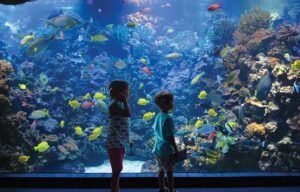 Two children are looking at fish in an aquarium.