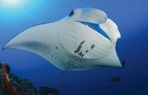 A manta ray is swimming in the ocean near a coral reef.