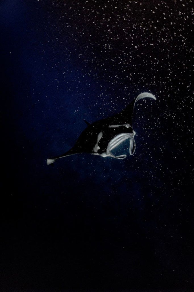 A manta ray is swimming in the ocean at night.