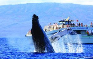 A humpback whale is jumping out of the water in front of a boat.