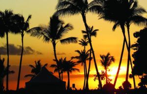 A sunset with palm trees in the foreground