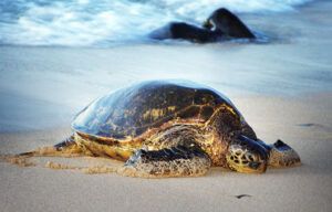 A sea turtle is laying on the beach near the ocean.