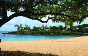 A beach with a boat in the water and a tree in the foreground