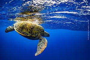 A green sea turtle is swimming in the ocean.