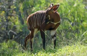 A brown and white animal is standing in the grass.