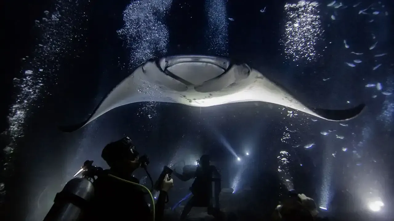 Night time manta ray scuba dives off the Big Island of Hawaii.