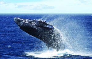 A humpback whale is jumping out of the ocean.