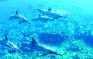 A group of dolphins are swimming in the ocean.
