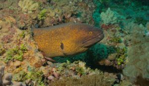 A fish is swimming in the water near a coral reef.