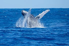 A humpback whale is jumping out of the ocean.