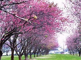 A row of pink cherry blossom trees in a park.