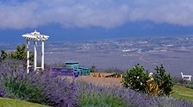 There is a gazebo in the middle of a field of lavender.
