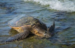 A sea turtle is laying on a rock in the water.