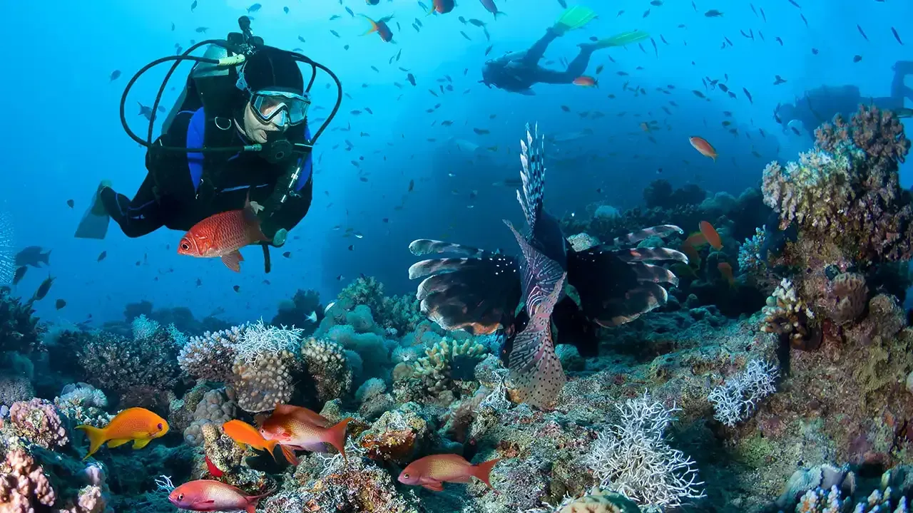 This Week Hawaii's guide to the best scuba diving locations to visit during your trip to Hawaii.