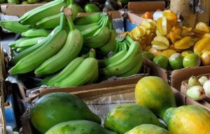 A bunch of bananas and mangoes are sitting on a table.