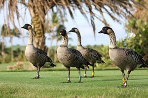 A group of geese standing on top of a lush green field.