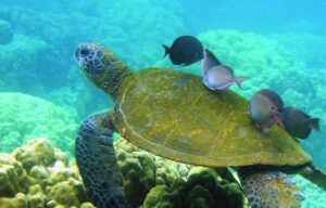 A green sea turtle is swimming in the ocean with fish.