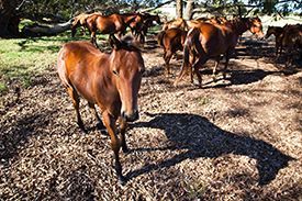 A herd of horses are standing in a field.