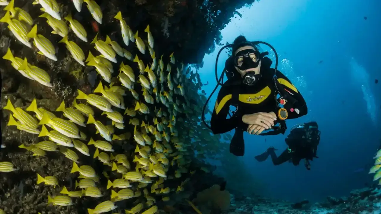 A person scuba diving next to a large school of fish in clear blue water, learn how to start scuba.