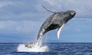 A humpback whale is jumping out of the ocean.