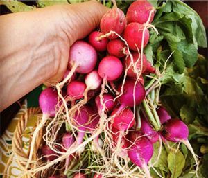 A person is holding a bunch of radishes in their hand