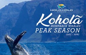 A humpback whale is jumping out of the water.