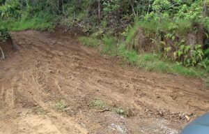 A dirt road going through a lush green forest.