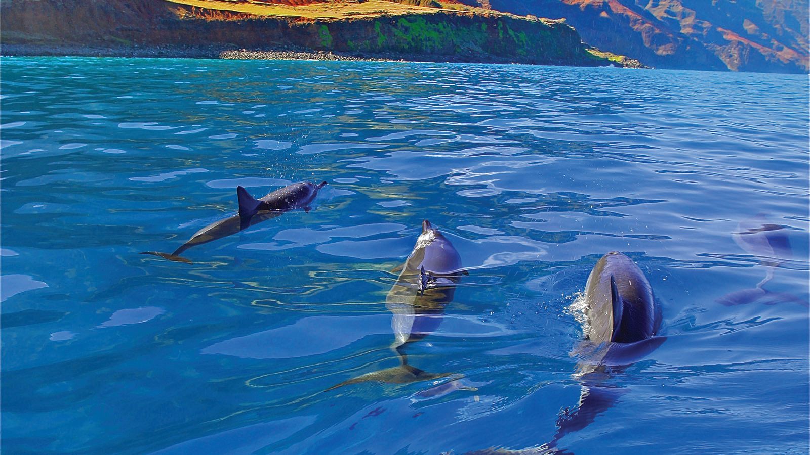 Dolphins