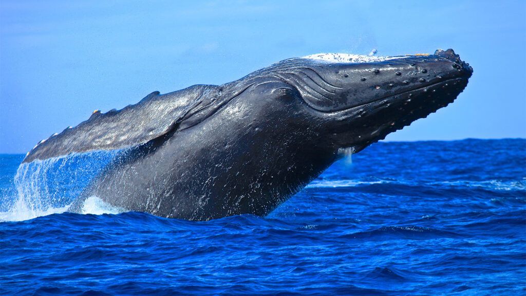 Humpback Whale