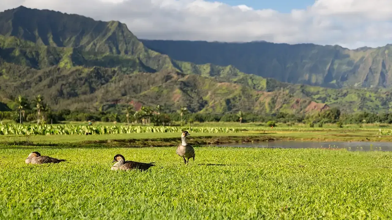 Nene geese, what Hawaii  is known for.