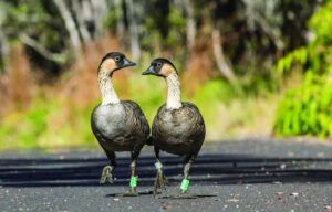 Two ducks are standing next to each other on the side of a road.