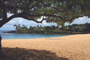 A beach with a tree in the foreground and a body of water in the background.