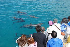 A group of people are standing on a boat looking at dolphins in the ocean.