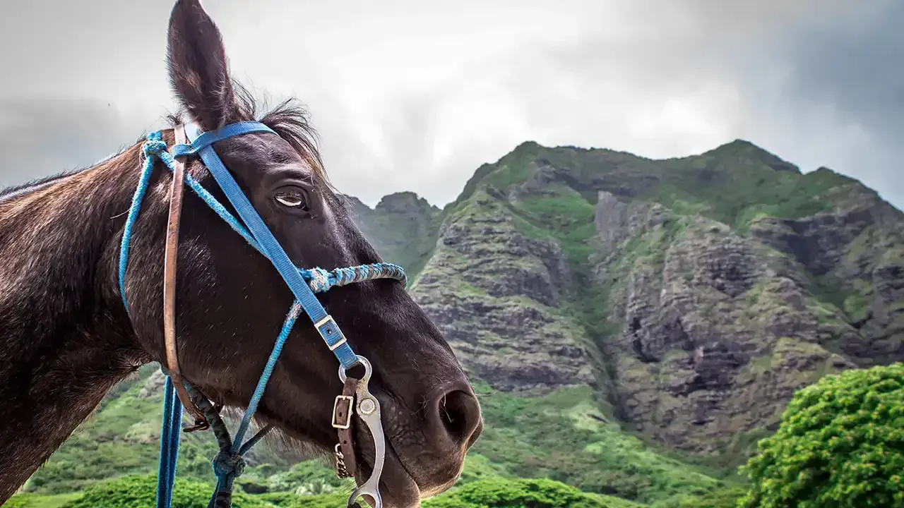 Learn how to pick the right Hawaiian horseback trail ride for you with This Week Hawaii.