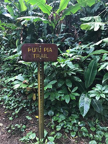 A wooden sign in the middle of a lush green forest.
