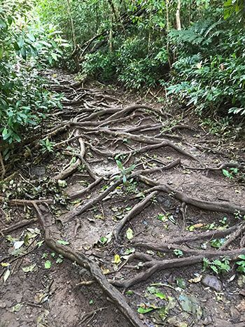 A path in the woods with lots of roots on it.