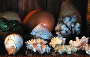 A group of sea shells are sitting on a wooden table.