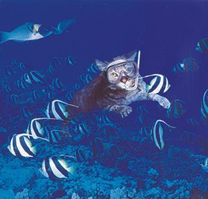 A cat is swimming in the ocean with fish.