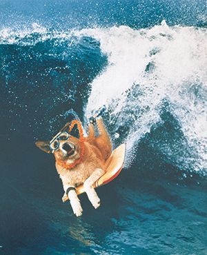A dog is riding a wave on a surfboard