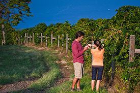 A man and a woman are standing next to each other in a vineyard.