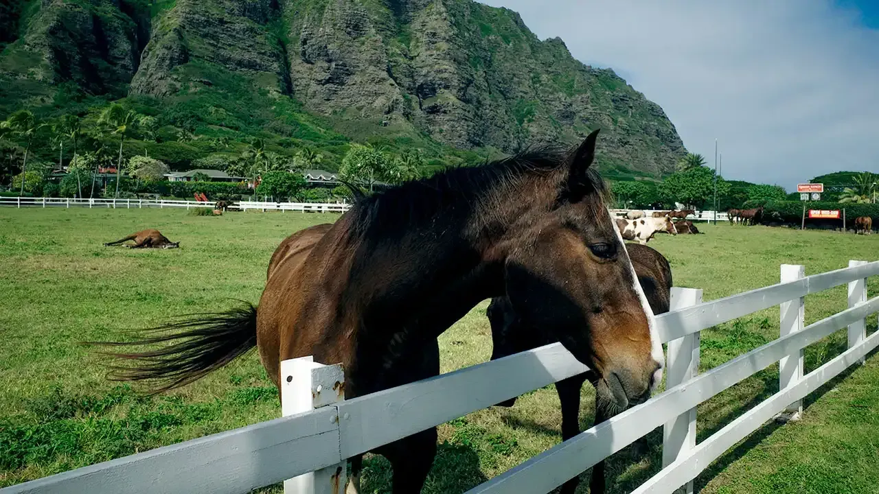 Find the best horseback riding ranches across the Hawaiian islands with This Week Hawaii.