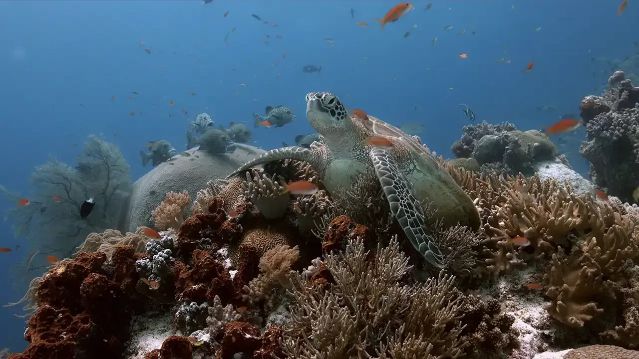 Turtle Town, Maui, Hawaii a great spot to scuba dive off the island of Maui.