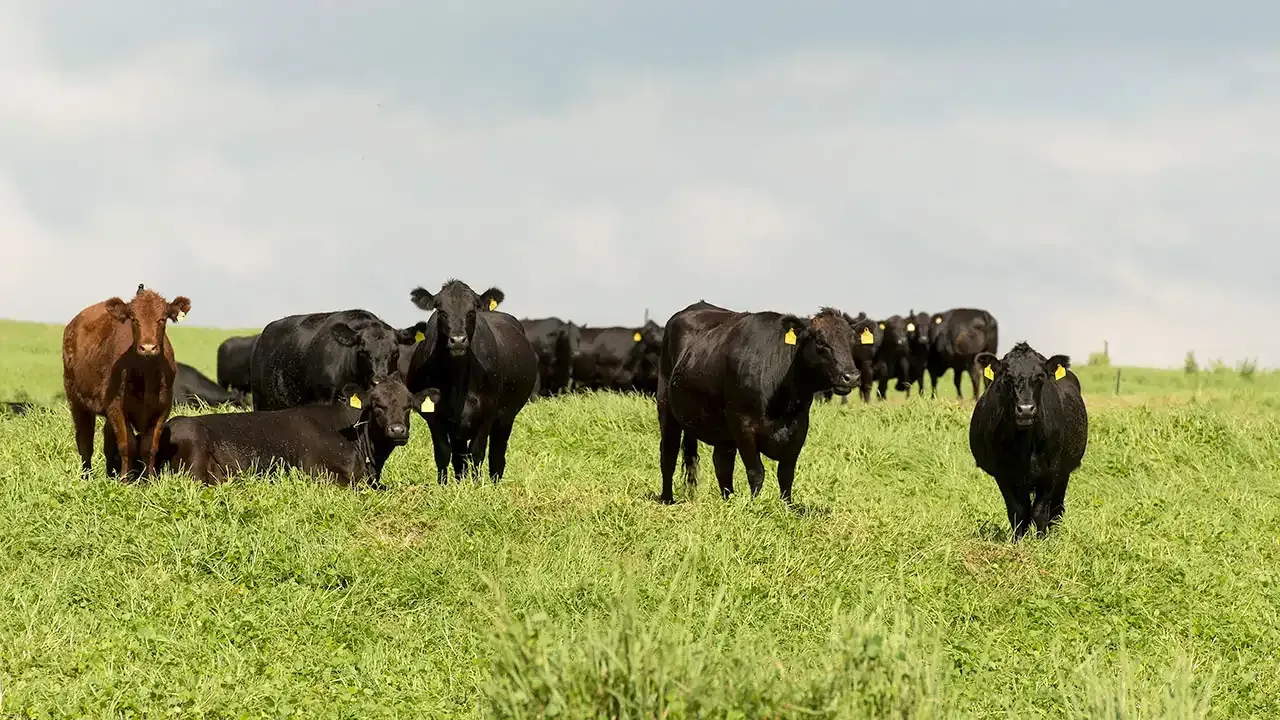 Discover Waimea, Hawaii the heart of Paniolo culture with This Week Hawaii.