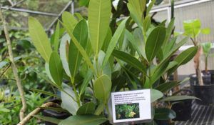 A plant with a label on it is sitting in a greenhouse.