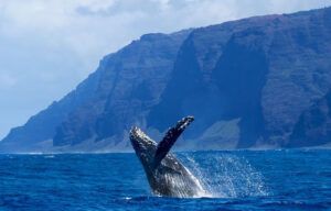 A humpback whale is jumping out of the ocean.