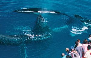 A group of people are watching whales in the ocean.